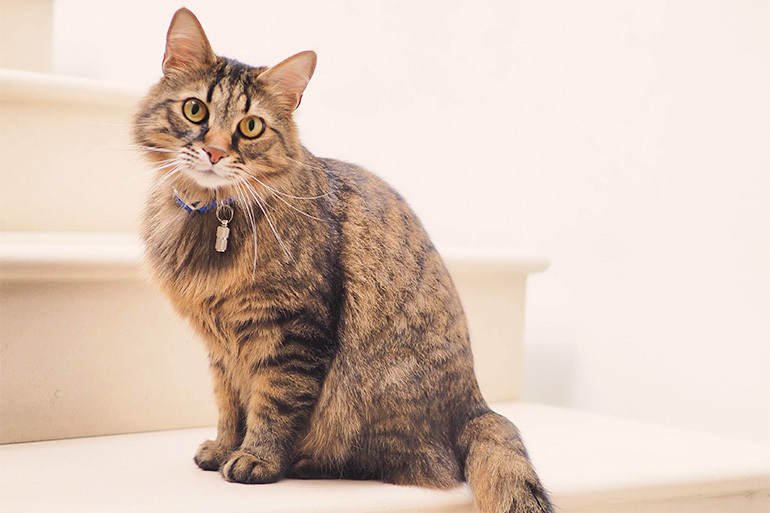 Do indoor cats need vaccines?