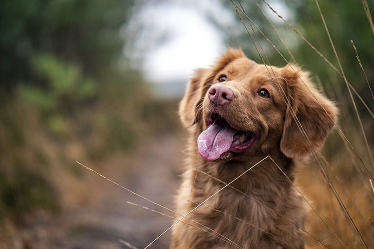 pet insurance dog