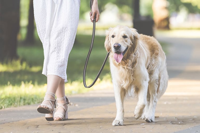 Different dog leash types