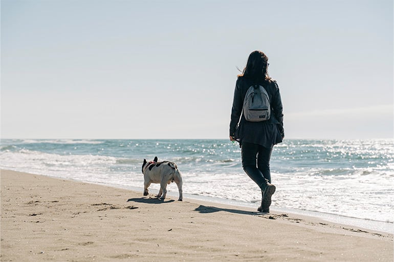 Pet microchip cost with and without insurance
