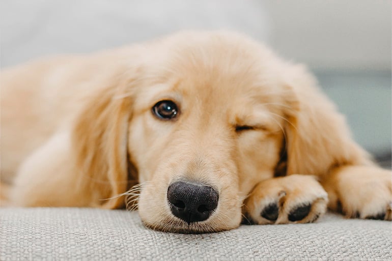 Pet microchip cost with and without insurance
