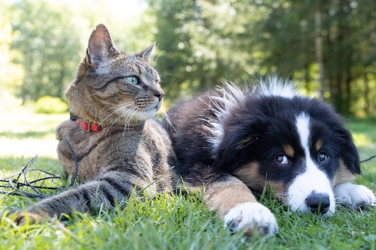 animal welfare act pet and cat