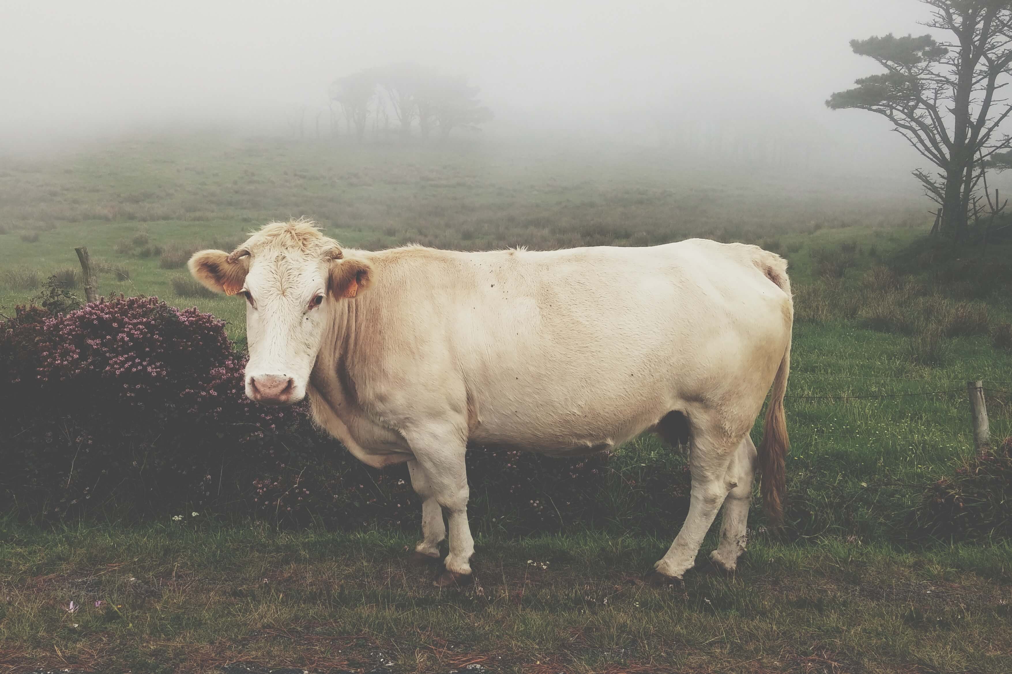 living in galicia you'll see nature like fields and cows