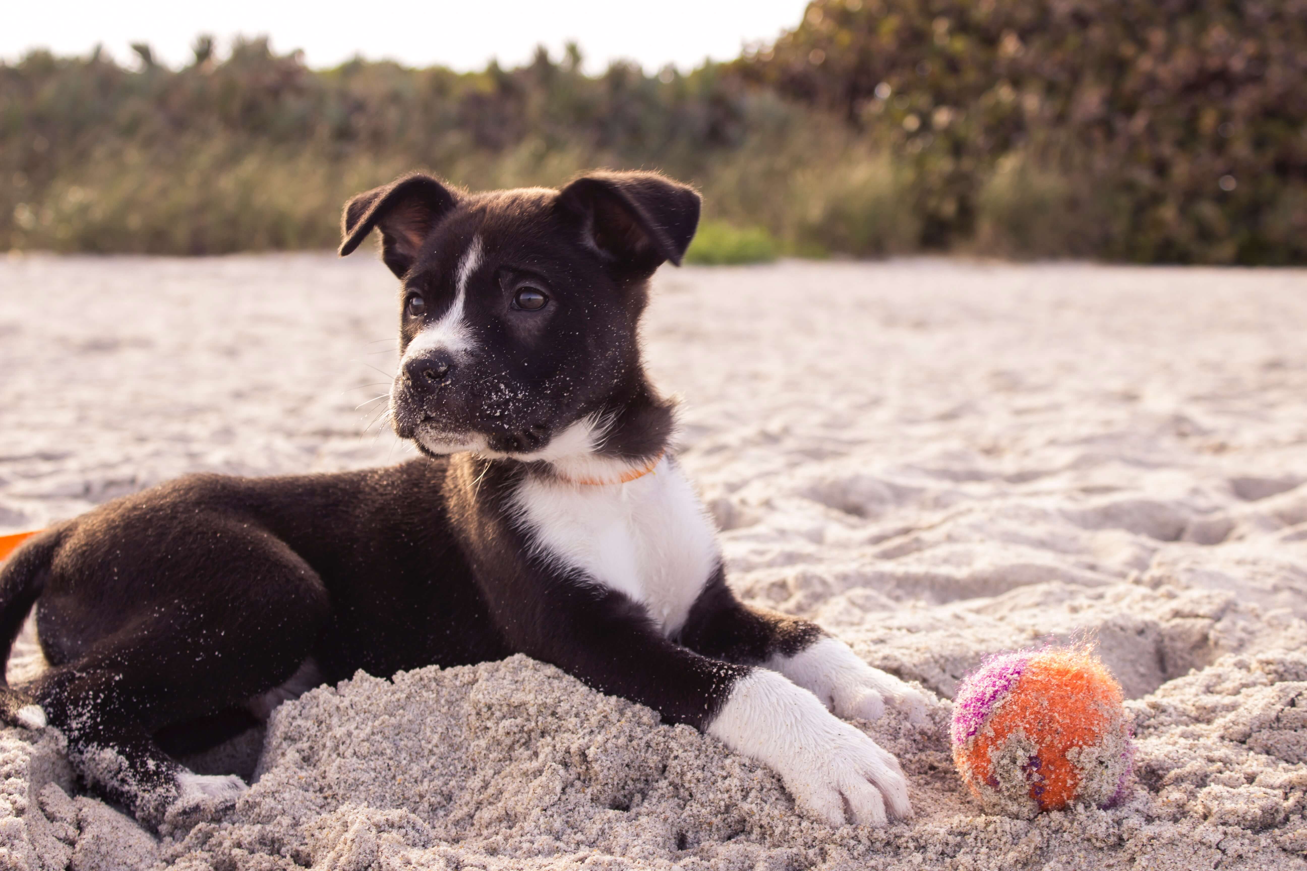 a dog friendly beach where the dog is lying on the sand