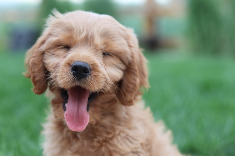 What is Spain's new law of animal protection and welfare?