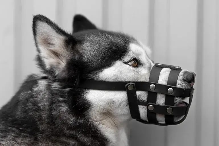 husky dog with a muzzle