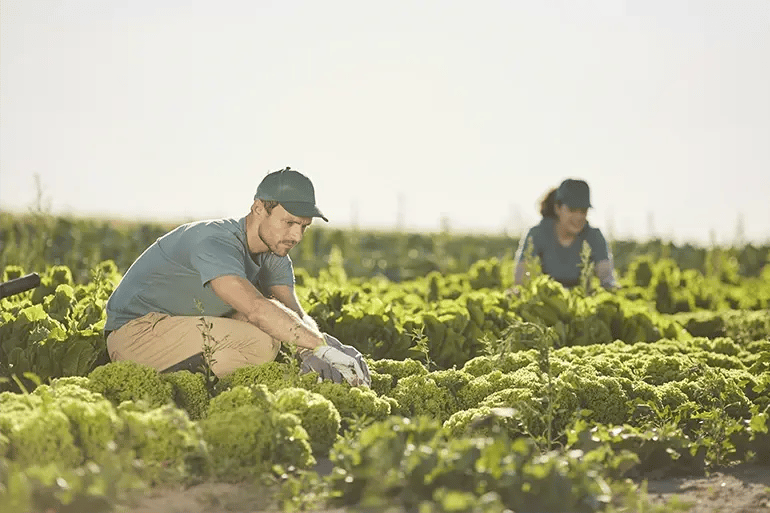 a man and a woman working in the field