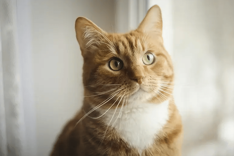 orange cat with green eyes