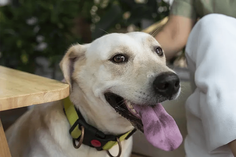 CUERPO_2_Dog_Bite_Insurance_Claims_Settlement_in_Spain_What_You_Need_to_Know