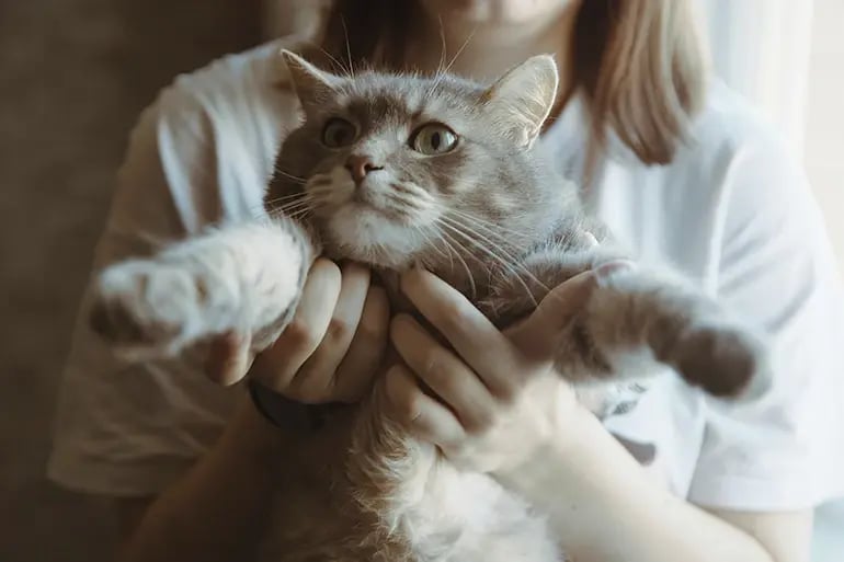 girl picking up a grey cat by its front paws