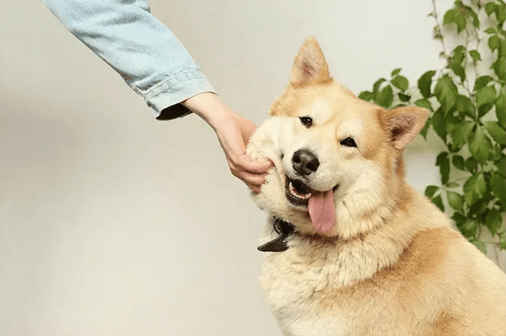 CUERPO_2_Most_Common_Dog_Surgeries