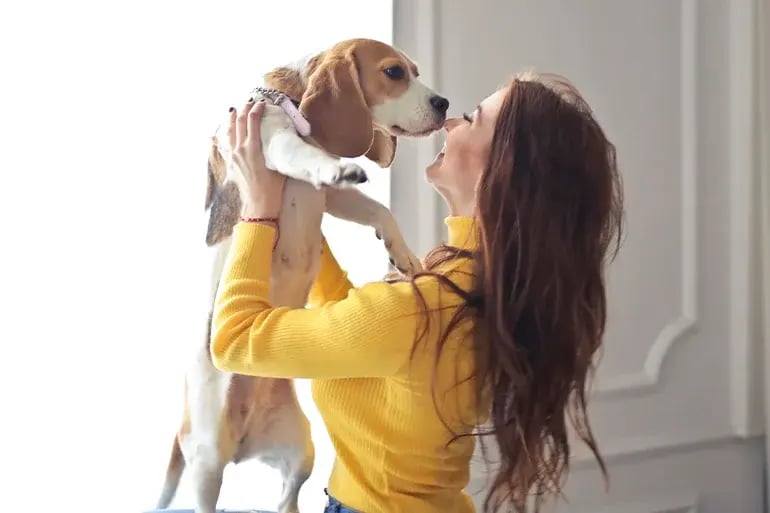 CUERPO_2_Moving_to_Spain_with_a_dog_A_guide_to_climate_risks_and_pet_care
