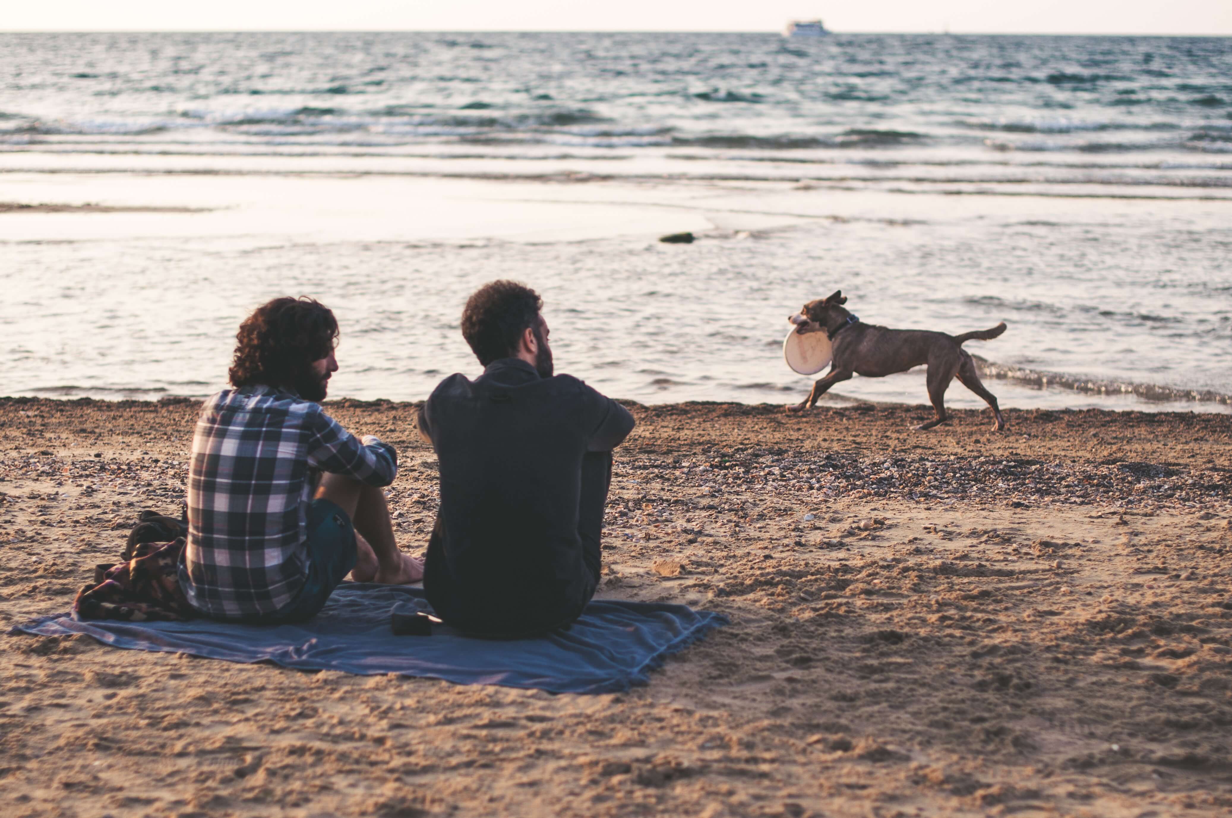 a dog running with a frisbee on one of the dog friendly beaches in spain