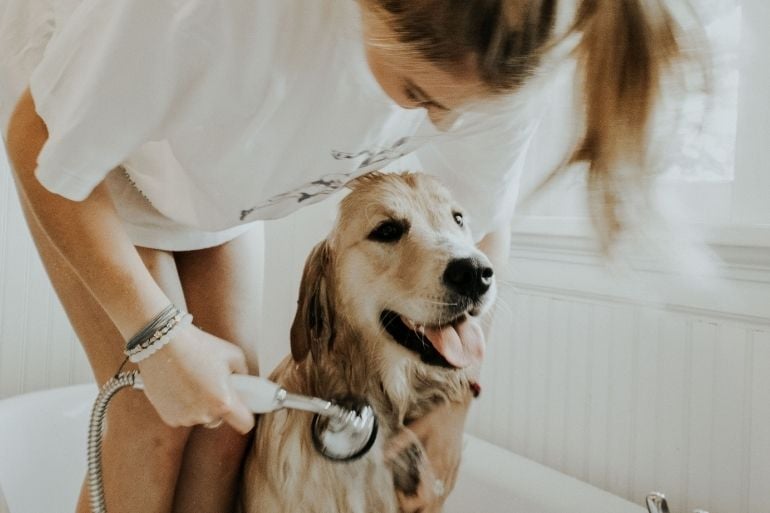 Dog Pet Wellness Centers