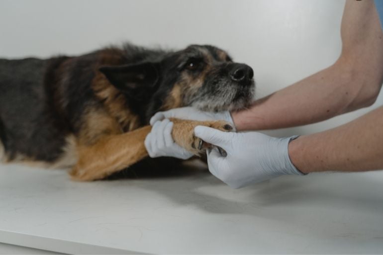 most common dog surgeries nails