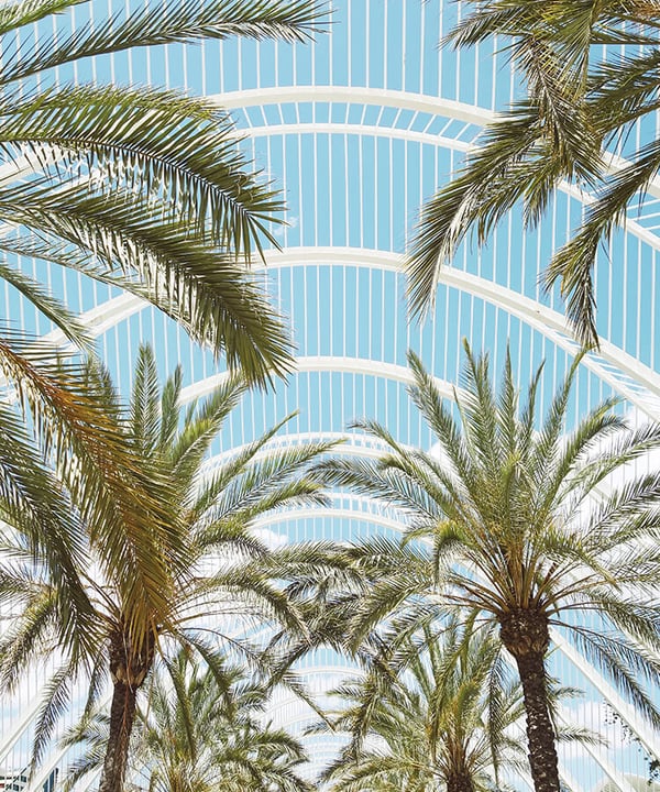 the palm trees at this venue are another top thing to do in valencia