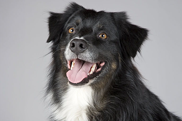 wat does pet insurance cover for dogs
