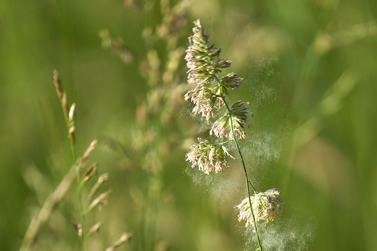 flower pollen which causes allergy testing in Spain