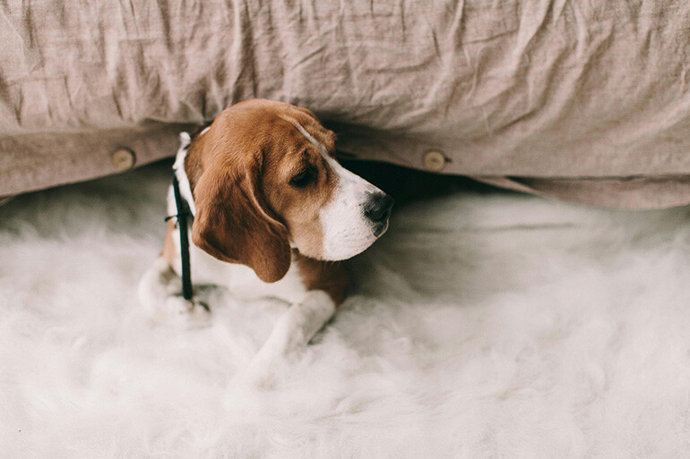 dog on the sofa with dog liability insurance for renters