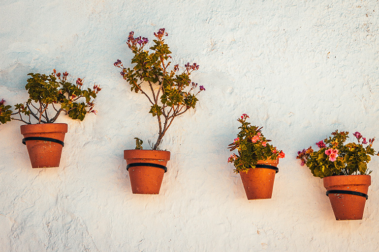 Requirements for the Spanish Residency Card - flower pots