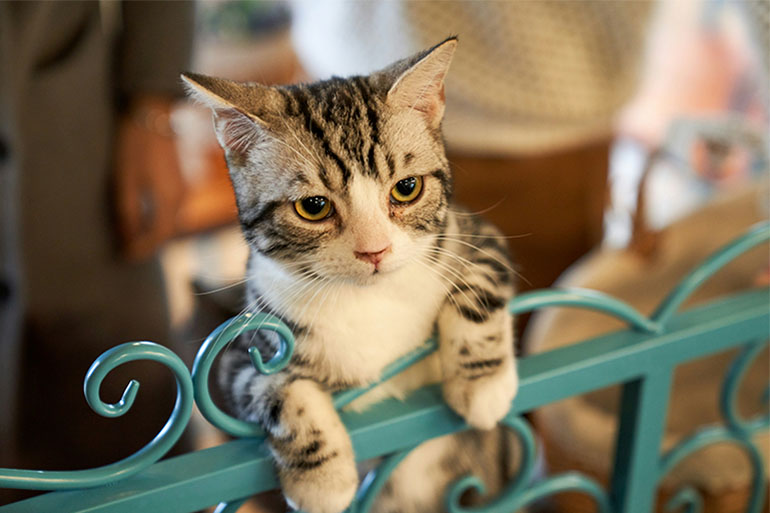 is pet insurance mandatory for cats in spain?