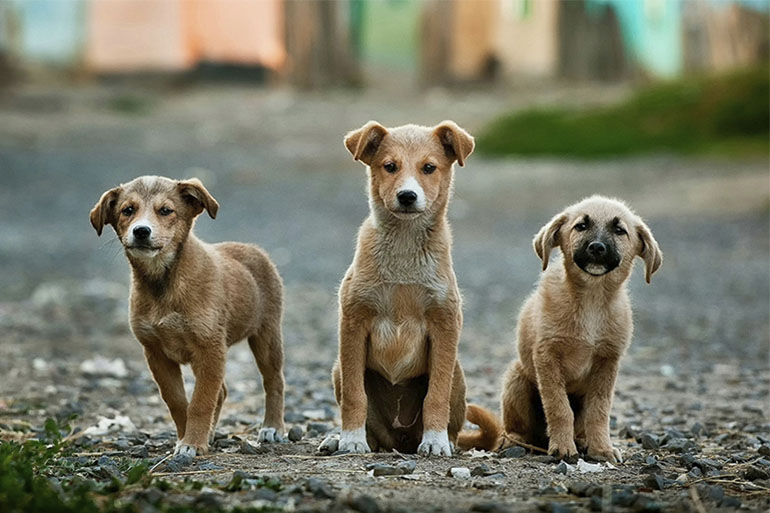 is pet insurance mandatory for dogs in spain?