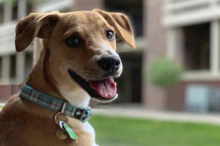 A dog that has its Dangerous Dog Insurance