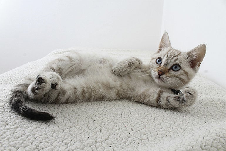 A cat after its owner got pet insurance for vaccinations.