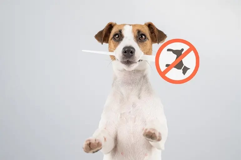 A dog protected by pet health insurance
