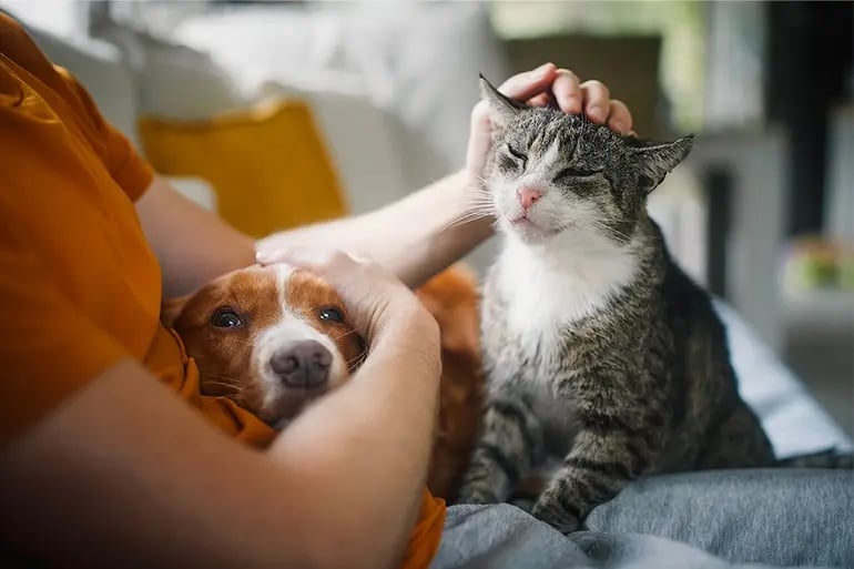 Two pets protected by pet health insurance