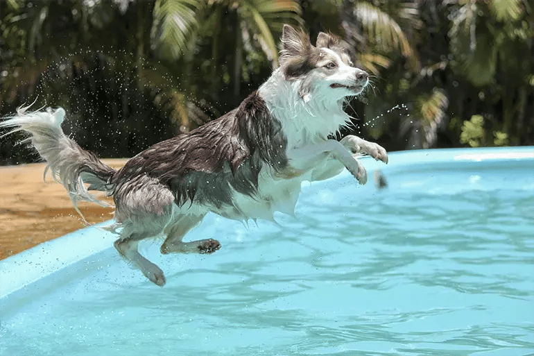 A dog jumping into the pool at a Pet Wellness Center in Spain.