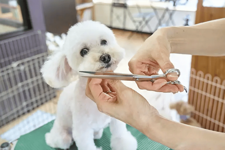 A dog getting its hair cut at its Pet Wellness Center in Spain.