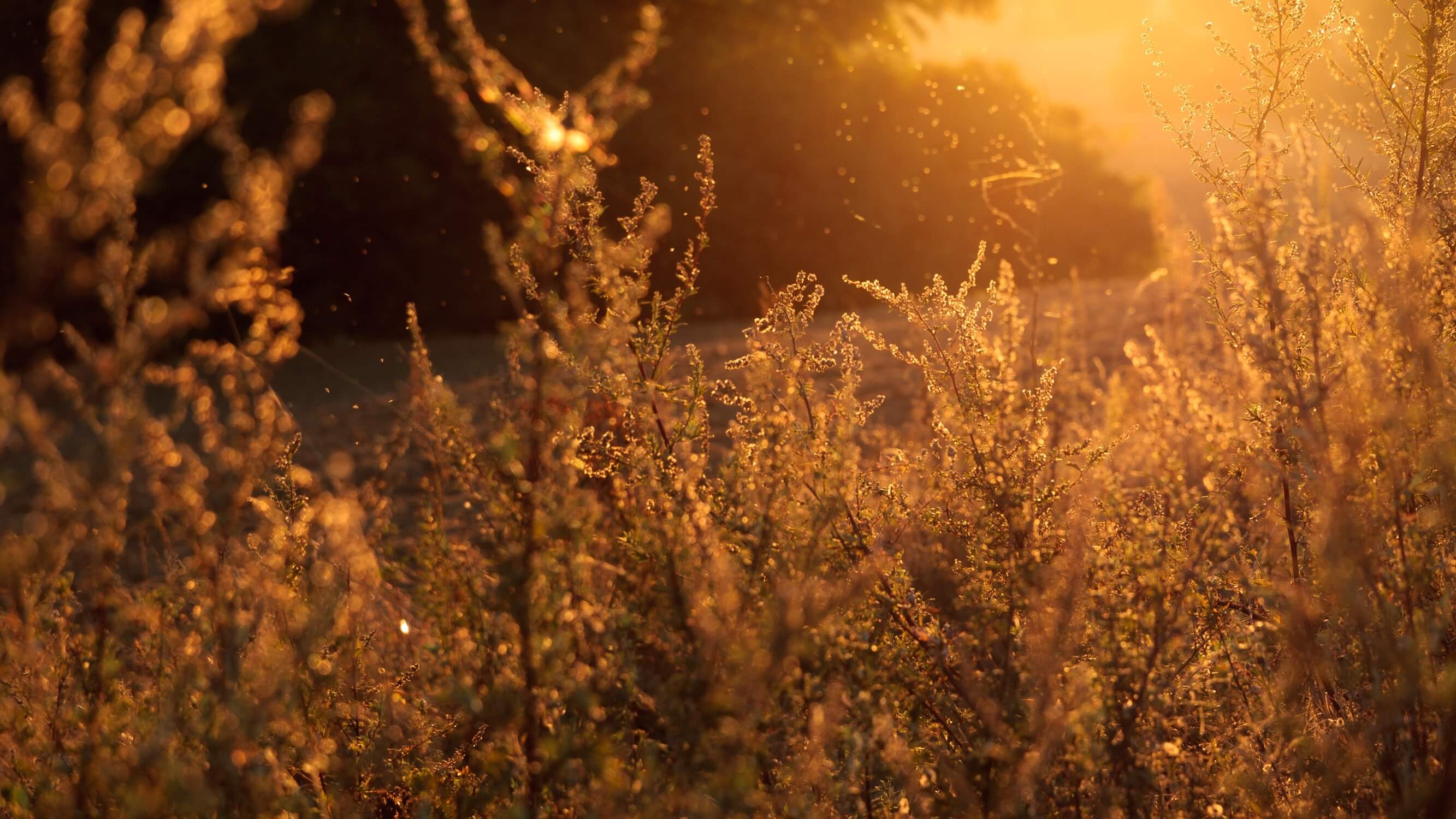 dust or hay allergies are common allergy types