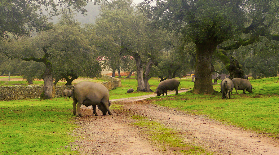 Iberian Pigs grazing in a pasture that will be turned into jamon serrano in spain
