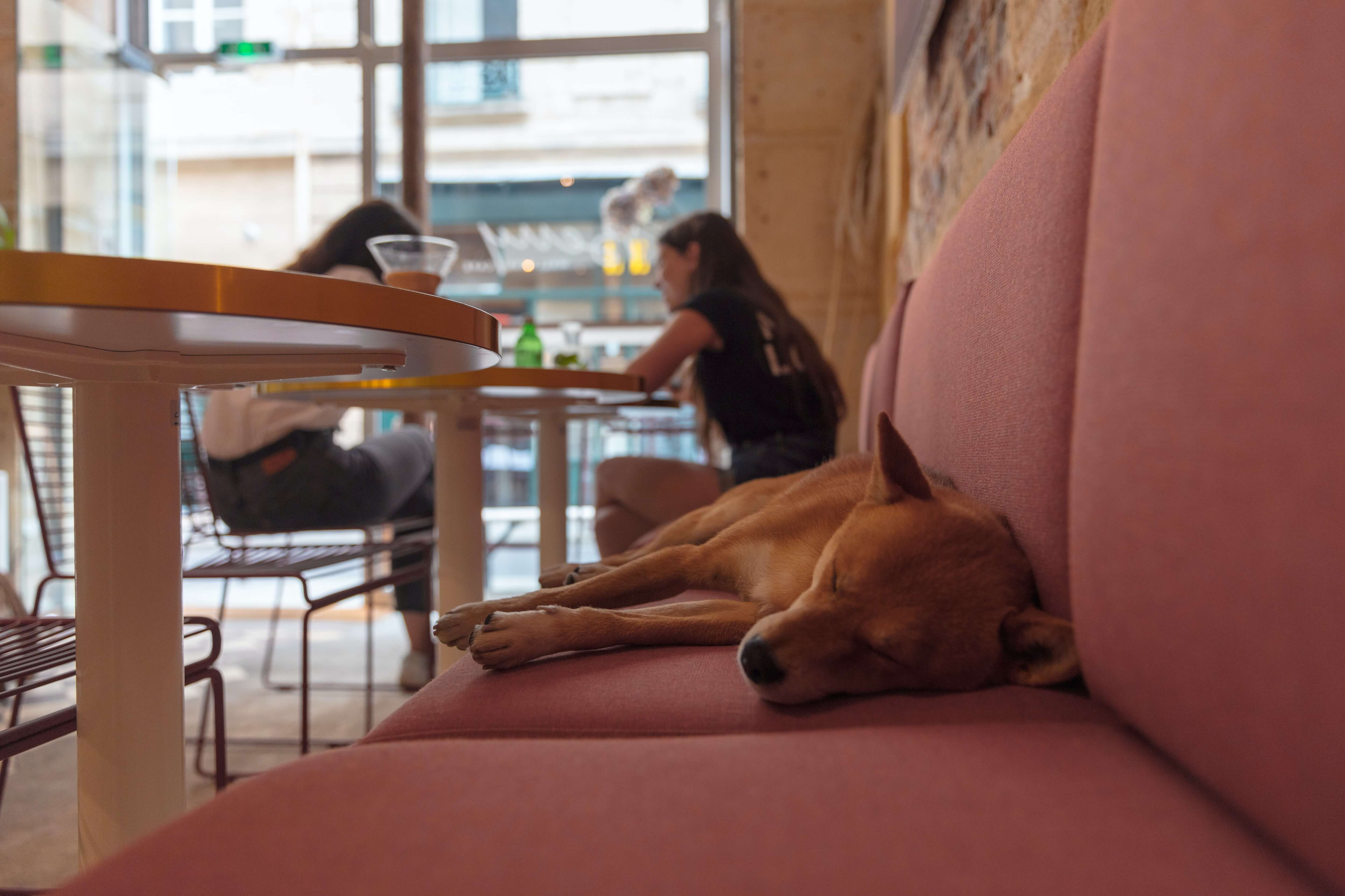 cool places in madrid that are dog friendly