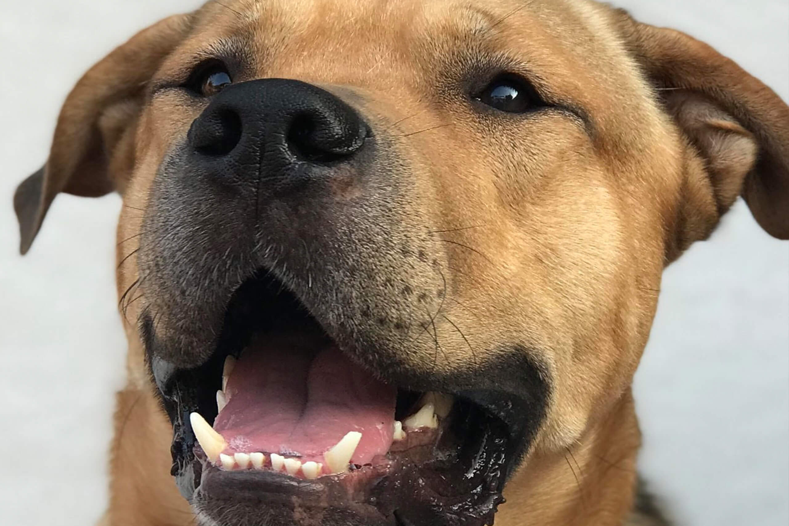 smiling dog with dangerous dog insurance