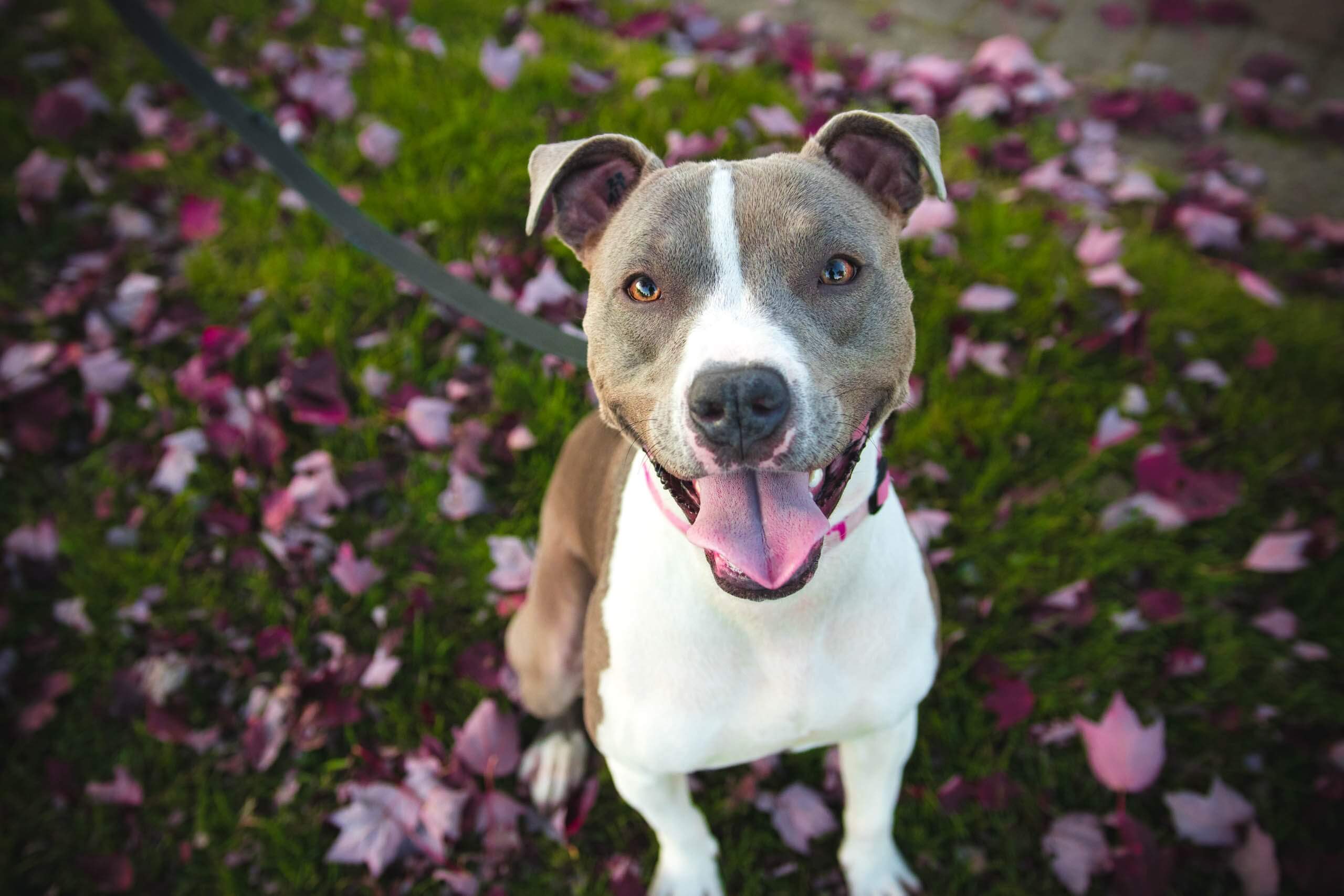 dog on a leash with dangerous dog insurance