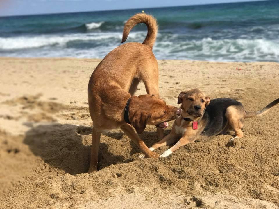 animal insurance for dogs in spain might cover your companion animal
