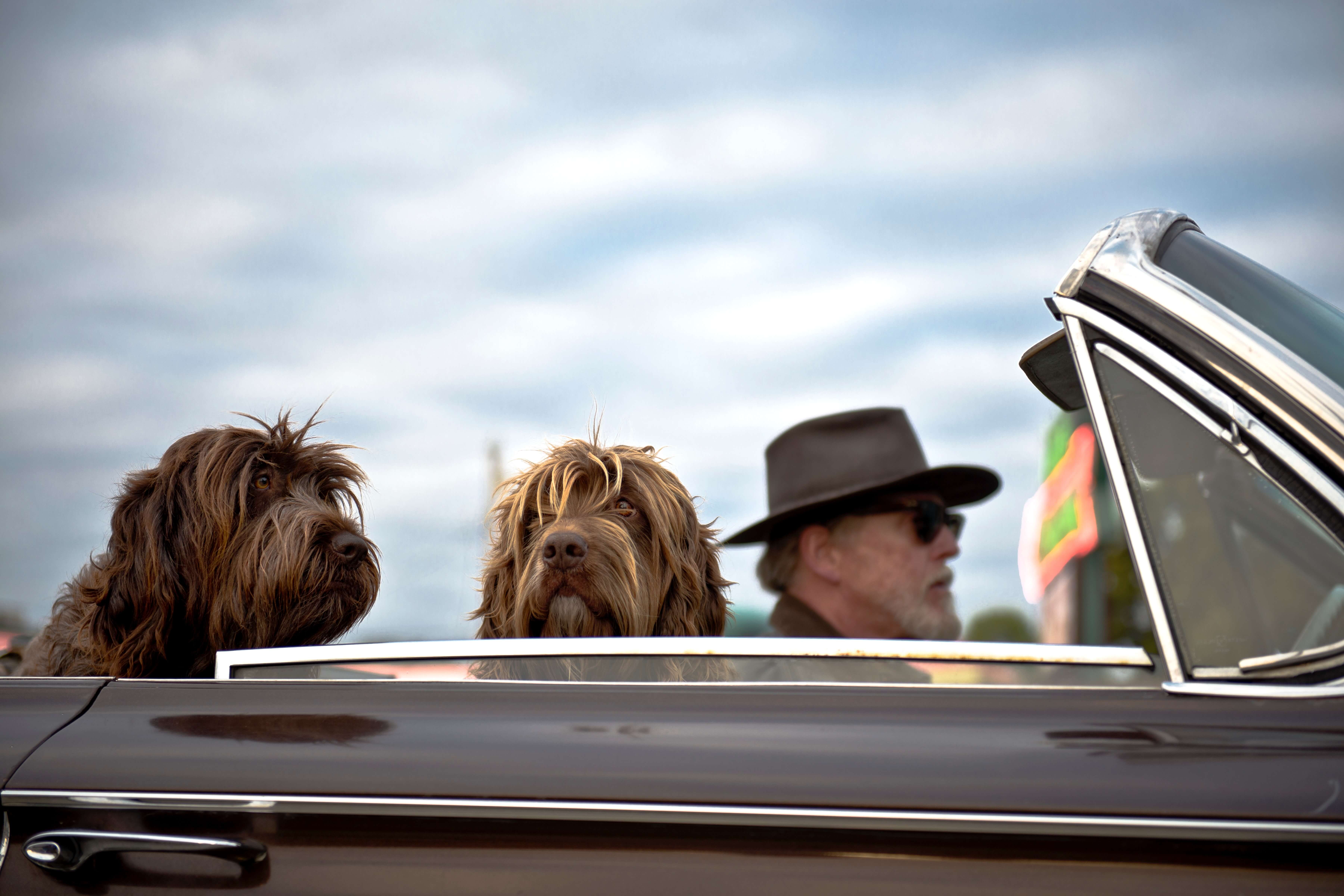 dogs in the car with man driving in spain with a UK license