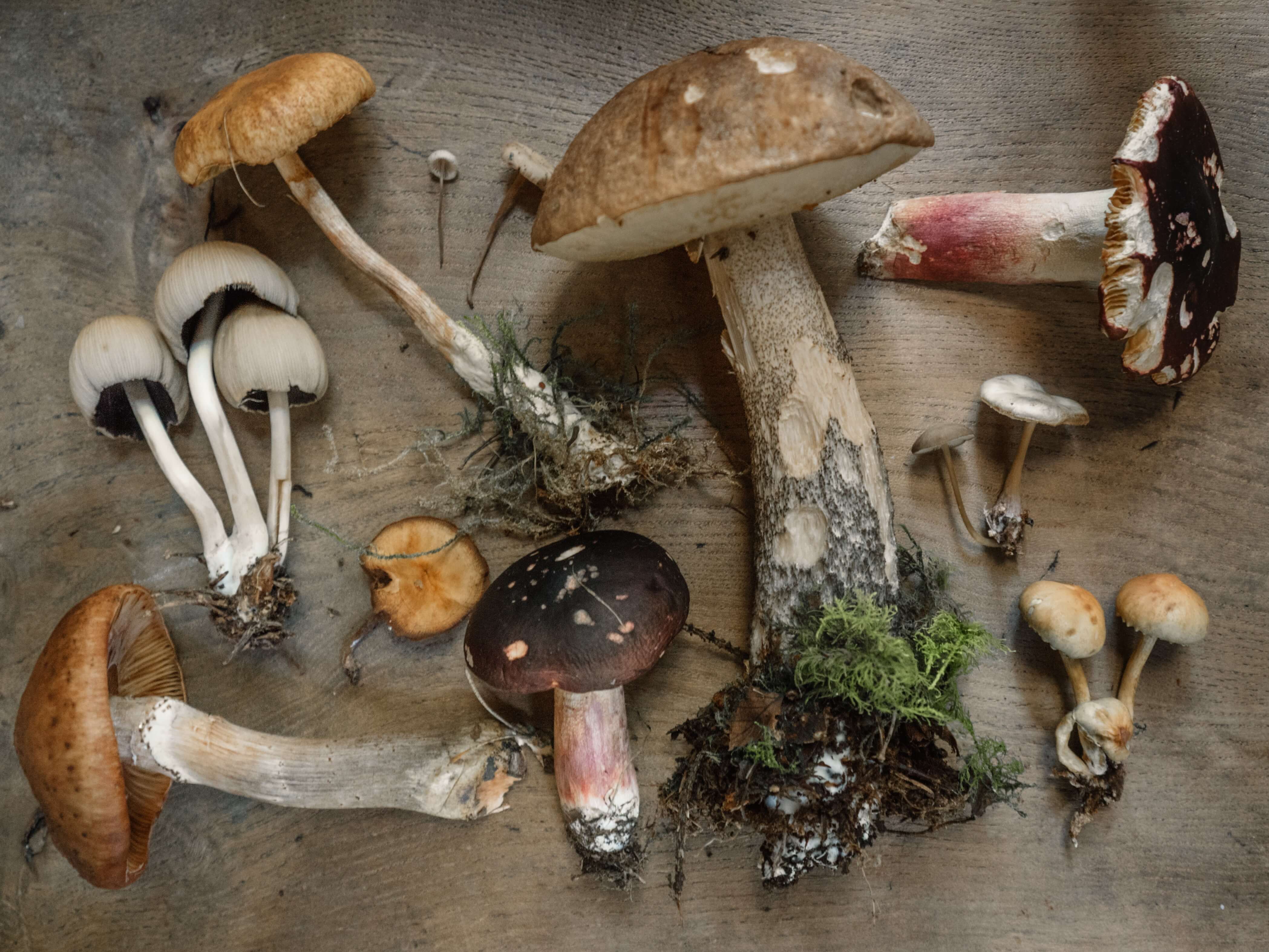 picking mushrooms in spain