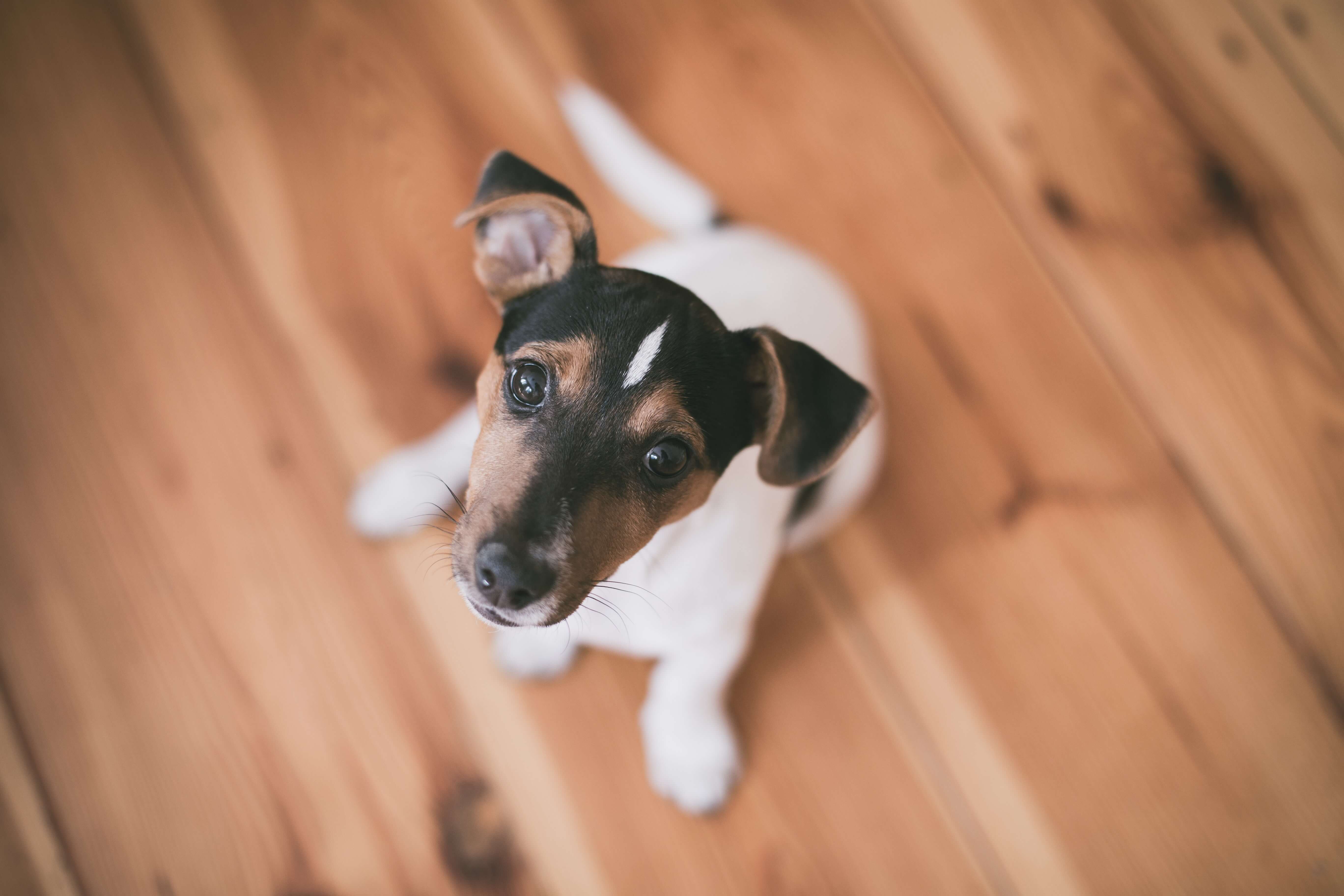 a puppy sitting on the floor that has dog insurance