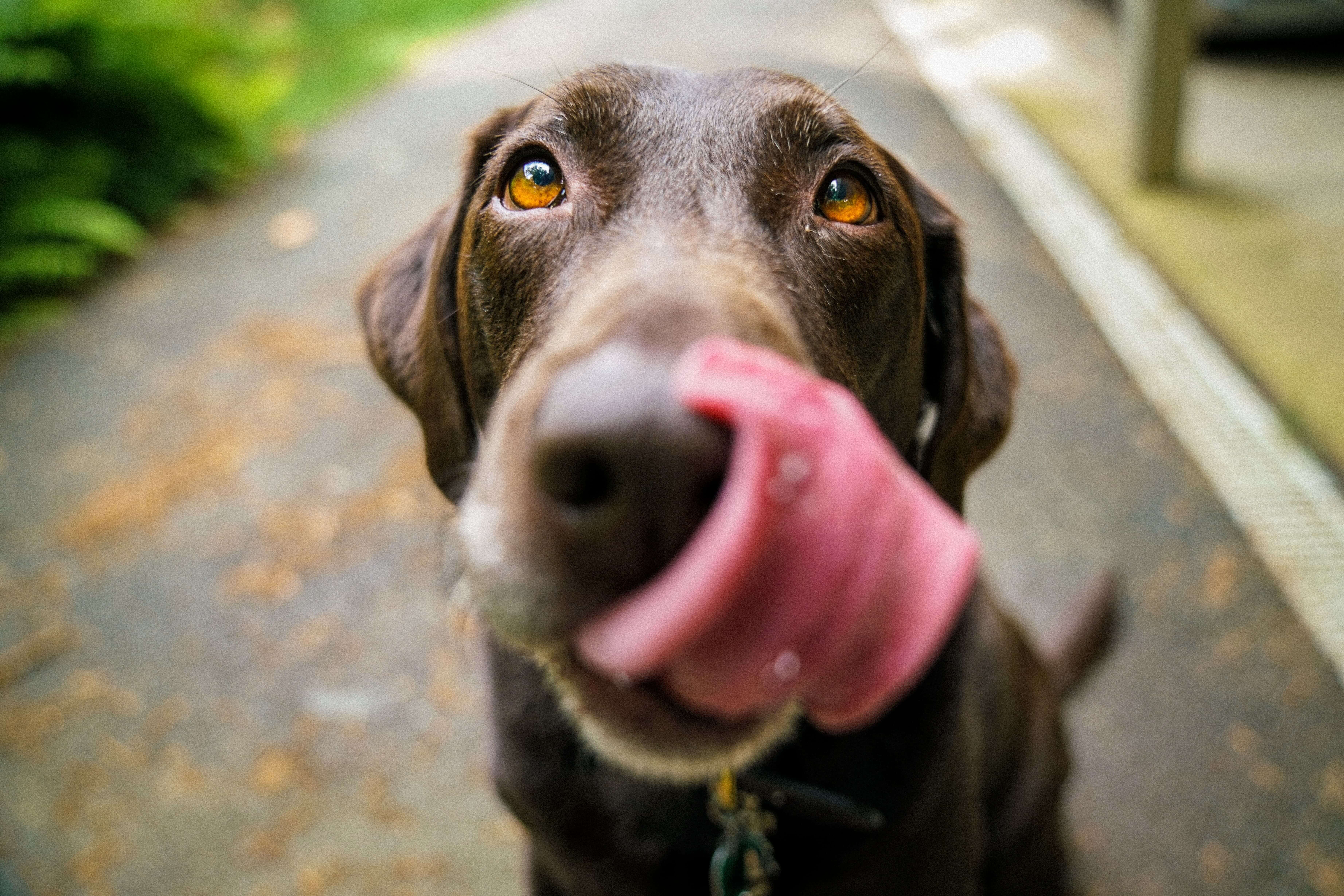 a dog licking its snout covered by dog insurance