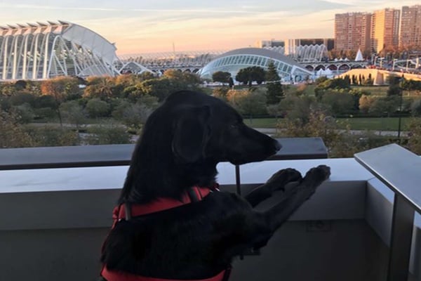 guide to valencia dog parks