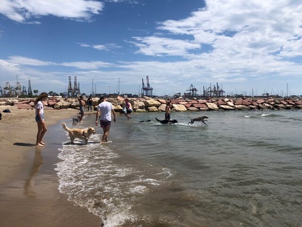 guide to valencia dog beaches