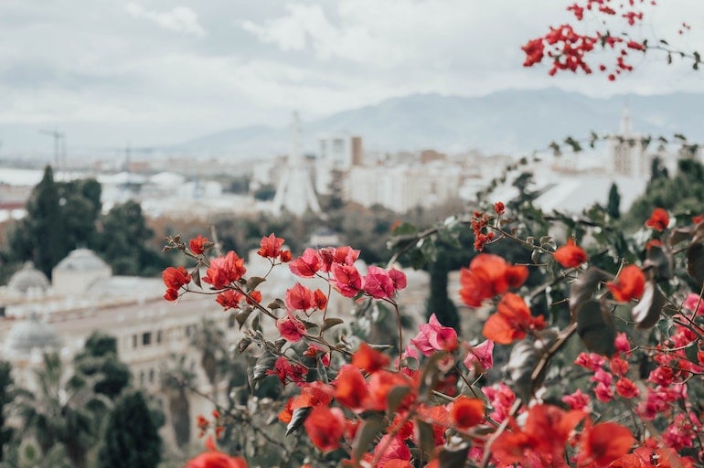 Living in malaga flowers