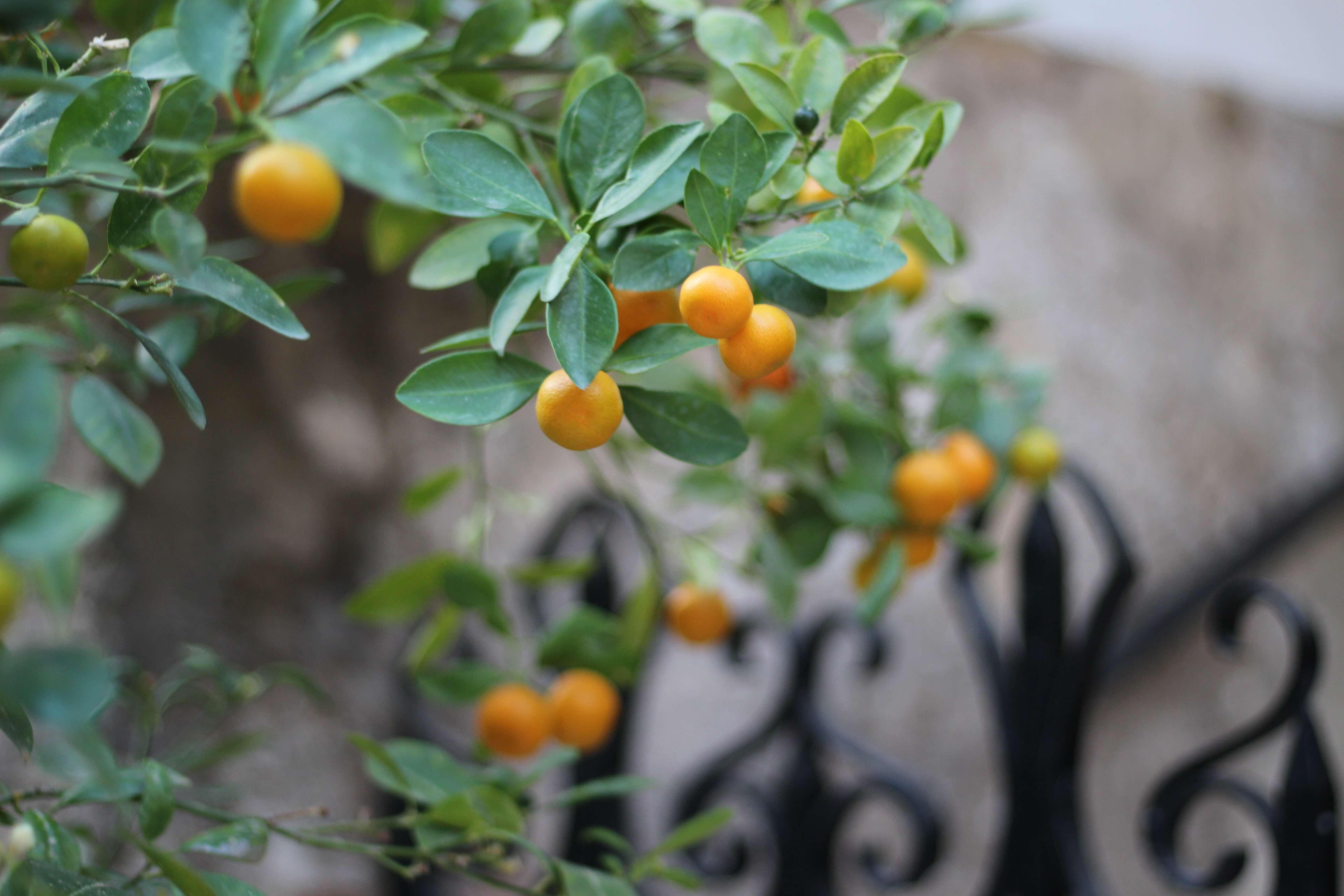 oranges are part of the mediterranean diet plan