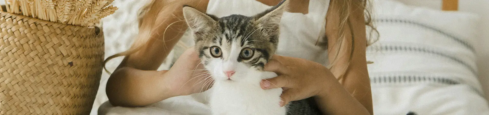 grey and white cat with brown eyes and a blonde girl