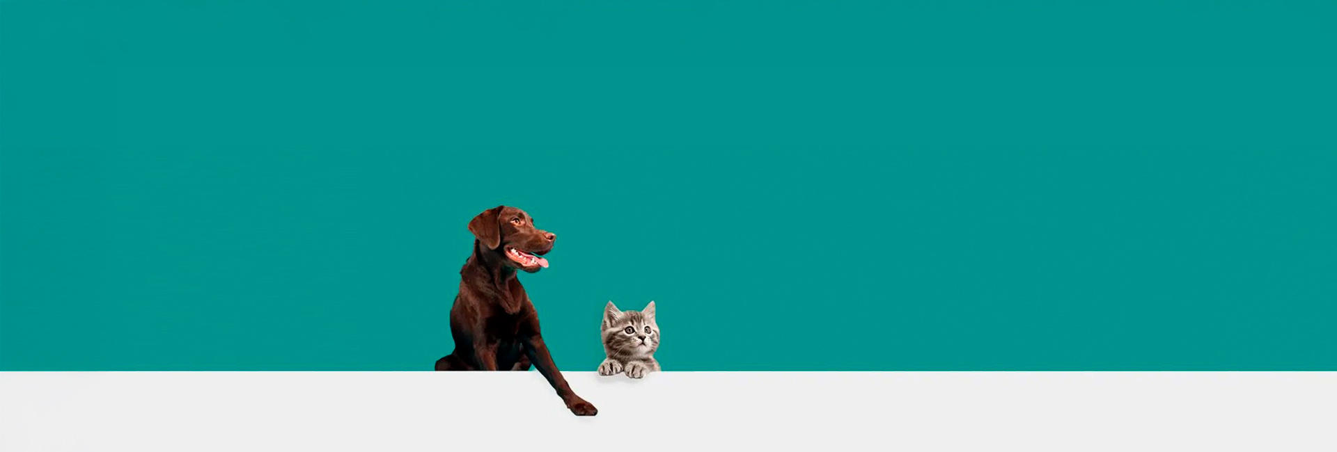 Descripción de la imagen