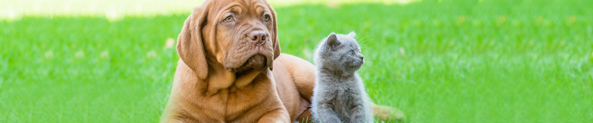 Compare Pet Insurance