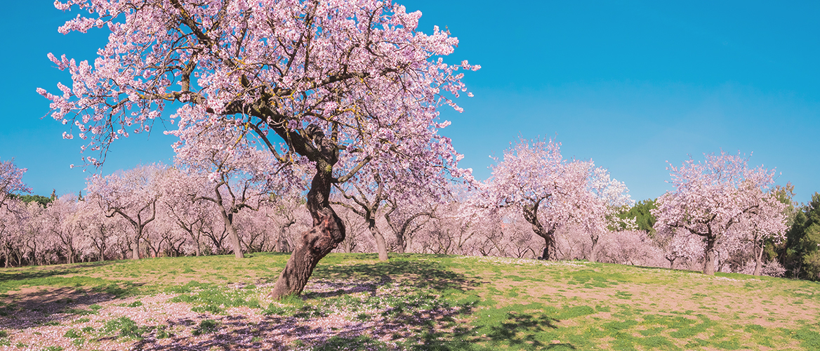 places to visit in Spring in Spain